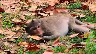 This is activities of monkey Nanda before laboring baby/ She gave birth baby successful yesterday.