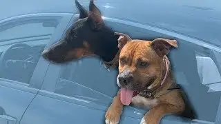 HAPPY NATIONAL DOG DAY! Dog Vlog
