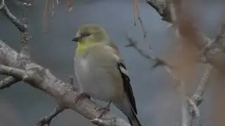 American Goldfinch (Spinus Tristis) - Perched