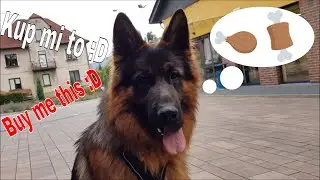 Major goes shopping/Major idzie na zakupy