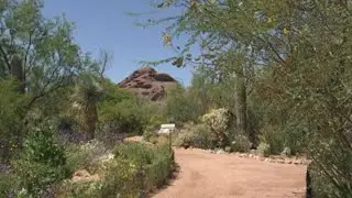Monsoon rain brings special smell to Arizona deserts