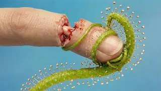 What If You Touch a Most Deadliest Plant?