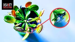 What Are These Strange Mystery Seeds From China?