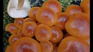 Flammulina velutipes