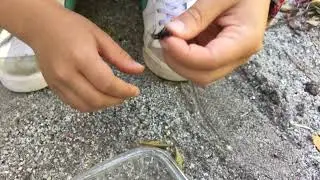 Earwig v.s. Rove beatle