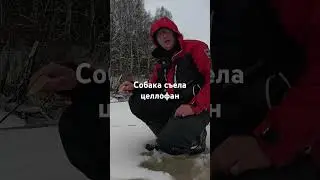 Собака съела целлофан с прикормкой. #h2a #рыбалка #fishing #рыбалкасдушой #рыбалканавятке