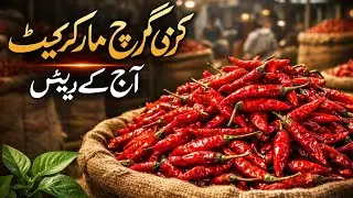 Kunri Red Chilli Market Aaj Ke Rates 🌶️ | Hybrid Sanam, Longi Gol, Richstar Mirch Prices | Pakistan