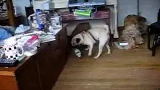 jack the pug pops a water bottle and groans loudly