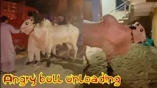 Angry bull Unloading 2024 - Bakra Eid 2024 - Dangerous Bull - Eid Cows