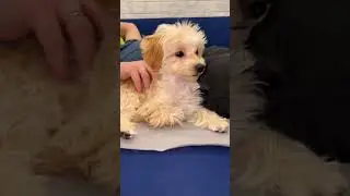 Лео спал и его разбудили, а так хочется поспать.#dog #лео #мальтипу #собака