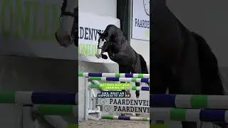I told my partner I wouldn&rsquo;t buy more horses&hellip; 🫣