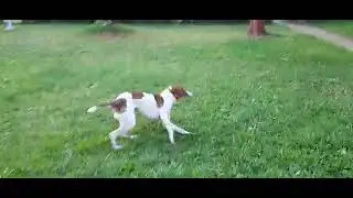 My dog really enjoy playing in the garden. #happydog  #activedog  #shorts  #shortsvideo  #viral