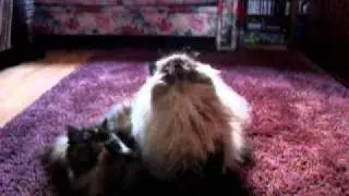 Headbanger Cats