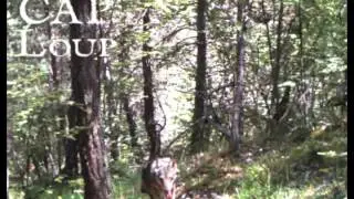 Loup : Alpes de Haute Provence - Juin 2015 &copy; Pierre Rigaux 3