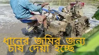 🌾 ধানের চারা রোপনের জন্য পাওয়ারটিলার দিয়ে চাষ দেয়া হলো 🌾🚜