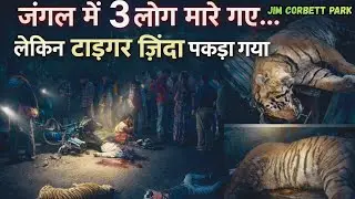 Corbett Tiger Reserve on Edge:3 Deadly Tiger Attacks in Just 4 Days/कॉर्बेट me आखिरकार बाघ पकड़ा गया