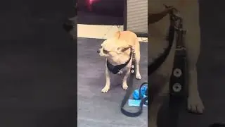 La Cumbia Poderosa una vez m&aacute;s en Batalla Viral por Parulo TV