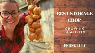 BEST STORAGE CROP OUT THERE - two year storage | Growing Shallots | BC, Canada