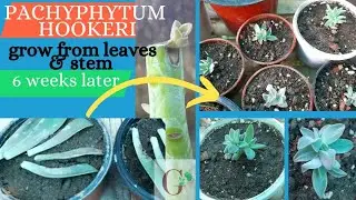 How to grow/ multiply Pachyphytum hookeri  succulent from leaves and stem