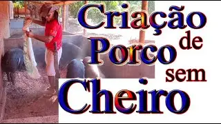 Criação de Porco sem Cheiro