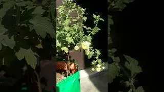 Winter queen 👑 guldaudi plant|Chrysanthemum plant|Winter flowering plants|#gardening#trending#shorts