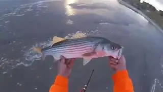 LONG ISLAND FALL RUN STRIPED BASS IN THE SUDS!!!