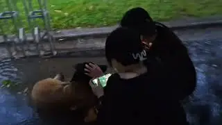 Dog quietly waits in the rain with its owner