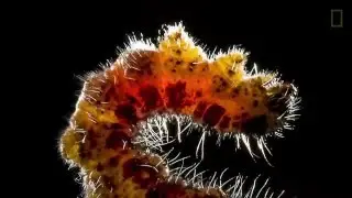 Red queen Hypothesis
