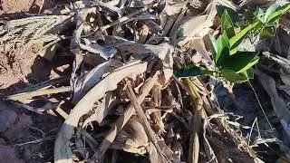 How to humbly start Fruit farming in Malawi 🇲🇼