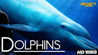 Dolphins - Full Movie | Documentary Movie | 3D, Nature