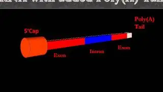 Poly A tail animation