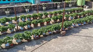 Strawberry plant Care #explore #stroberry #fruit #stroberry #strowberry #viralvideo #rooftopgarden 
