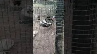 Turkey clucking
