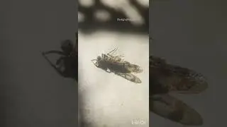 Jumping spider hunting Cixiidae insect    #huntingvideo