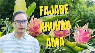Organic Dragon fruit khwaidei haoba mafam ama leire//Mahaodi leitre haisini 🔥🔥🔥