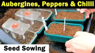 Aubergines | Peppers |  Chilli | Long season crops | start on heat | Green Side Up