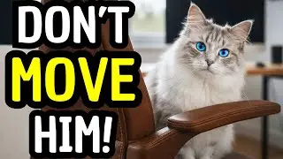 Does Your Cat Steal Your Seat? Here’s What They’re Really Saying