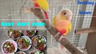 Best soft food for bird breeding season | Breeding season par birds ko kya khilana chahiya