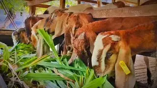 Daily Life with My Playful Goats | Laughs, Antics, and Goat Noises!