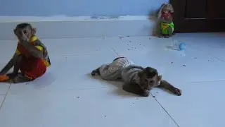Good Monkey Ploy Family No Cry and Take Care Each Other