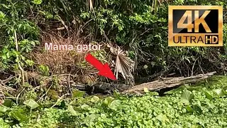 SUP paddle from Wekiwa Springs headspring to Wekiva Island (gator sighting) with GPS track