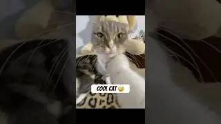 Unstoppable cat energy!#Zoomies #HyperCat #CrazyKittens #PetFun #ViralCat