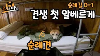 산티아고 순례길, 이제 반려견과 함께 🇪🇸
