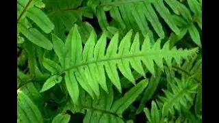 Calaguala: el mejor aliado natural para la salud de tu piel.