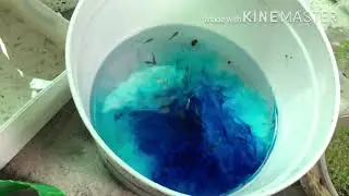 Chữa túm lắc cho cá 7 màu bằng Xanh methylen và muối hạt. Hiệu quả không ngờ- công thức đơn giản.