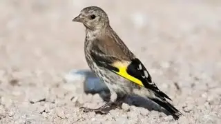 اسمع و استمتع وسمع فراخك غناء كوبيا ملاڨا