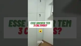 Ele tem 3 Cultivos? Ciclo perp&eacute;tuo no cultivo indoor com a Growbox