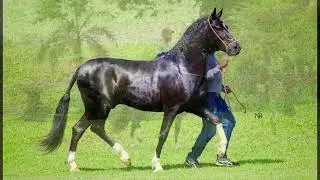 DIAMANTE NEGRO HPPA