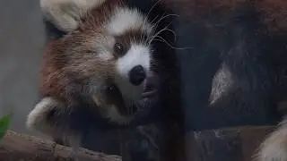 レッサーパンダ　ナツ　Red Panda NATSU