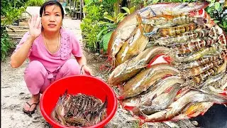 Nước cạn đổ lú chạy nhiều tôm cá bự thấy ham quá cuộc sống mưu sinh “ Hoàng Lê Vlog “